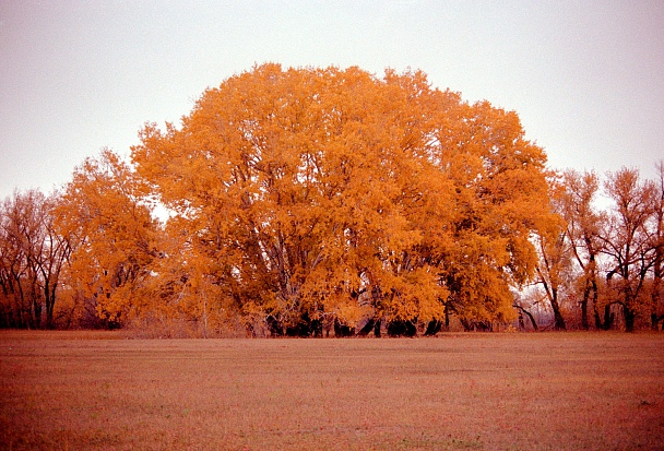 Прикрепленное изображение: scan0017.jpg