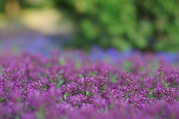 Прикрепленное изображение: flower Helios-40-2.JPG