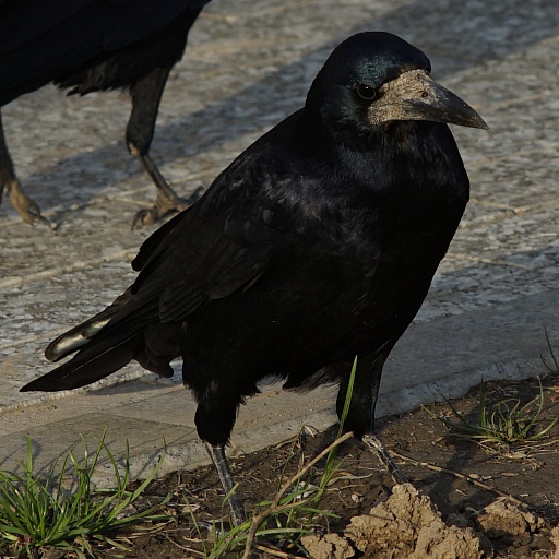 Прикрепленное изображение: Raven 1.jpg