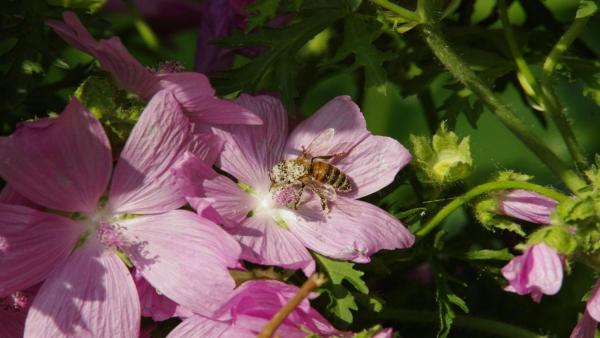 Прикрепленное изображение: IMGP9416пчела в пыльце.jpg