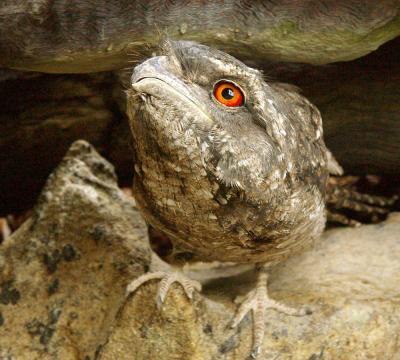 Прикрепленное изображение: frogmouth2.jpg