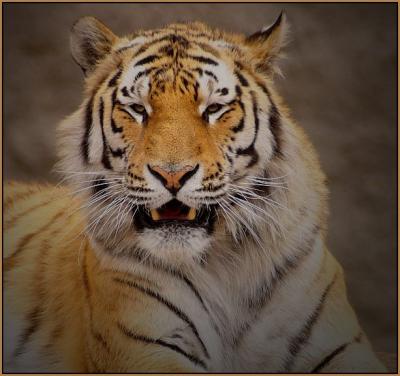 Прикрепленное изображение: tiger2.jpg