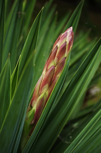 Прикрепленное изображение: palm flower-qpr.jpg
