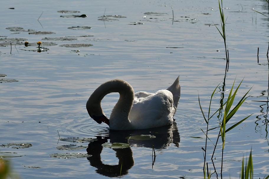 Прикрепленное изображение: DSC_5389.JPG