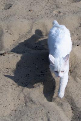 Прикрепленное изображение: cat_and_shadow.jpg
