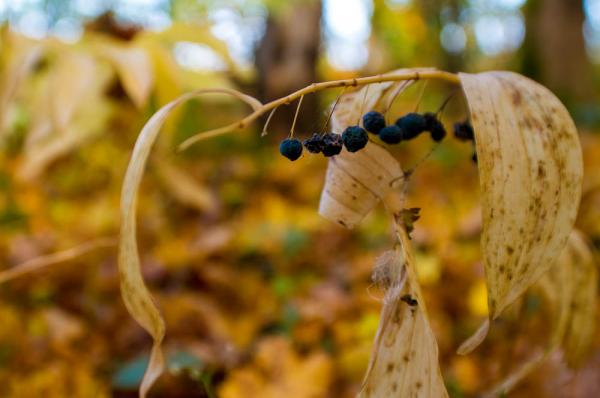 Прикрепленное изображение: 20120923-IMGP3615-2.jpg